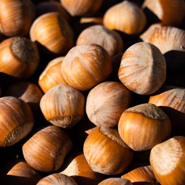 Fındık. Beyaz arka planda taze organik fileto. Fındık makrosu. Parlak güneş ışığı keskin gölgeler verir.