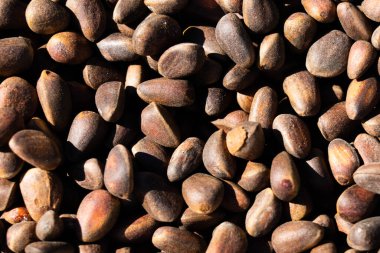 Kabuklu çam fıstığı. Sedir fıstığı. Parlak güneş ışığı keskin gölgeler verir.