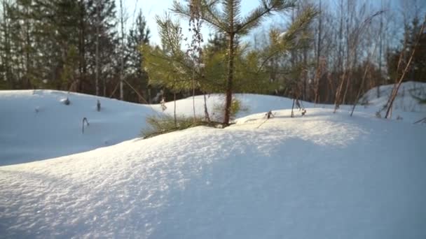 森林里覆盖着积雪的小山 阳光灿烂的日子 照相机运动 — 图库视频影像