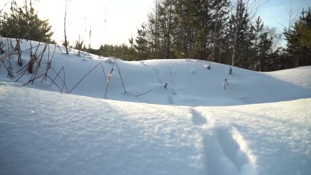 雪が森の中のヒロックを覆っていた 痕跡だ 晴れた日 カメラの動き — ストック動画