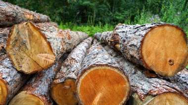 Large logs lie in a pile on a background of green forest. Pine logs, cut down by logging against the background of the forest.