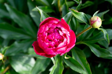 Bahçedeki yeşil yaprakların arka planında kırmızı şakayık çiçeği.