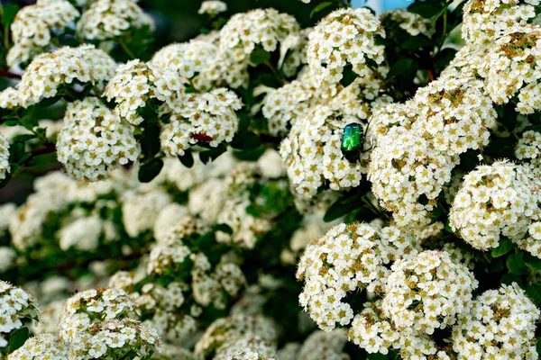 Blooming Spirea Meadowsweet Branches White Flowers Beetle Eats Nectar — 스톡 사진