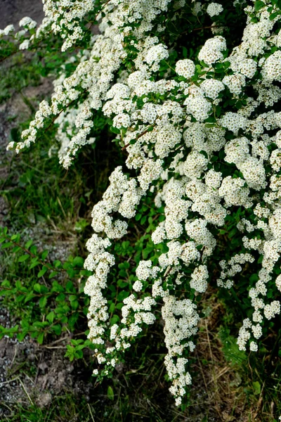 Blooming Spirea Meadowsweet Branches White Flowers — 스톡 사진