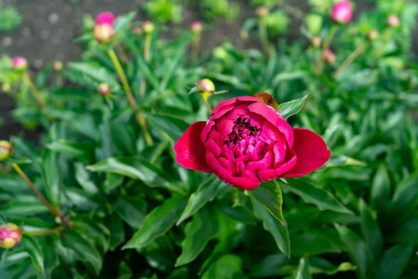 Red Peony Flower Background Green Leaves Garden — Stock Photo, Image