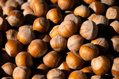 Fındık. Beyaz arka planda taze organik fileto. Fındık makrosu. Parlak güneş ışığı keskin gölgeler verir.