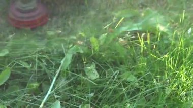 Uzun çimenleri biçmek. Bahçıvan çim biçme makinesiyle çim biçer. Biçilmiş çimlerin kapatılması