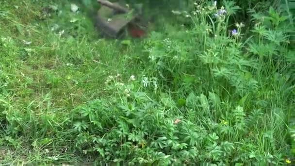 Maaien Hoog Gras Tuinman Maait Gras Met Een Grasmaaier Sluiten — Stockvideo