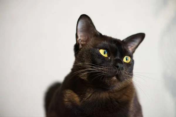 Gato birmano marrón con color de piel de chocolate y ojos amarillos, aspecto curioso, personalidad birmana europea. Retrato de primer plano — Foto de Stock