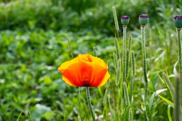庭の赤いケシの花 — ストック写真