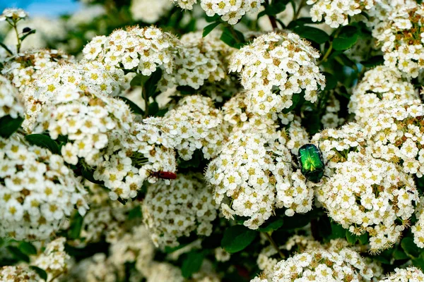 Blooming spirea or meadowsweet. Branches with white flowers. Beetle Eats Nectar — 스톡 사진