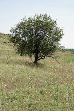 Tepedeki yalnız ağaç. Yamaçta yalnız bir ağacı olan yaz çayırı..