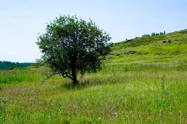 Самотнє Дерево Схилі Пагорба Гірський Пейзаж Літній День — стокове фото