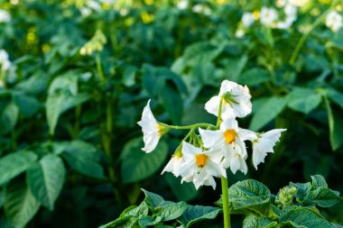 Çiçekli patates çalıları. Patates çalısı beyaz çiçeklerle çiçek açıyor..