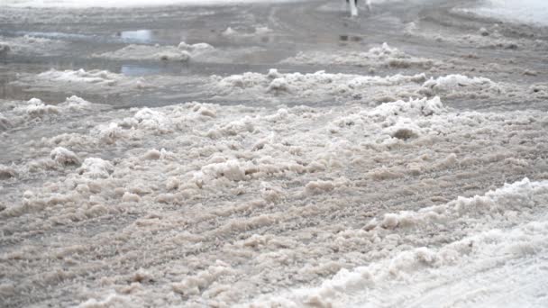 Molhado Derretendo Neve Estrada Roda Atravessa Neve Derretida Cão Sem — Vídeo de Stock