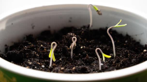 Green Shoots Tend Light Growing Plants Slow Motion Sprouting Seedlings — Stock Video