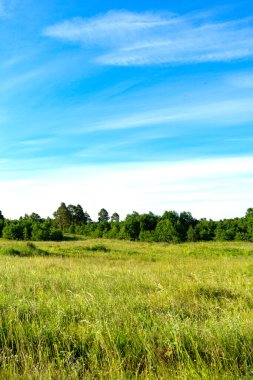yeşil tarla ve mavi gökyüzü, yeşil çayır ve gökyüzü