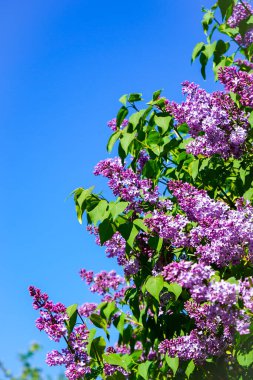 Güneşli bir günde açık mavi gökyüzünün arka planında çiçek açan leylak çalısı. Çiçekli leylak çiçeklerinin mavi gökyüzüne doğru uzanan çalıları.