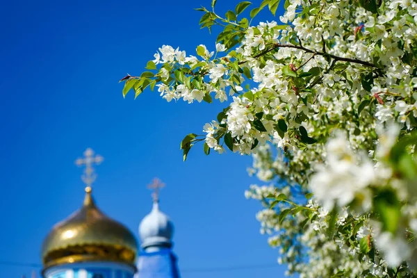 Яблуня Купол Православної Церкви Квітуча Гілка Яблуні Тлі Синього Ясного Стокове Зображення