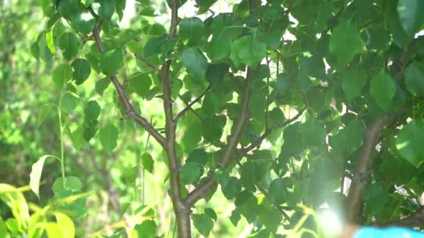 Spruzzare Albero Frutto Rallentatore Irrigazione Alberi Frutto Erba Giardino Irrigazione — Video Stock