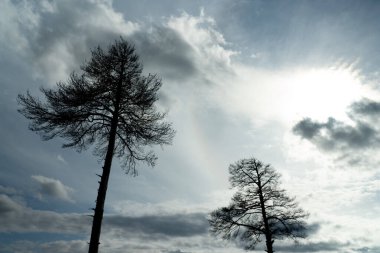 Kurumuş ağaçlar ve gri gökyüzü. Cadılar Bayramı manzara geçmişi için soyut ürpertici. Bulutların arasından geçen güneş.