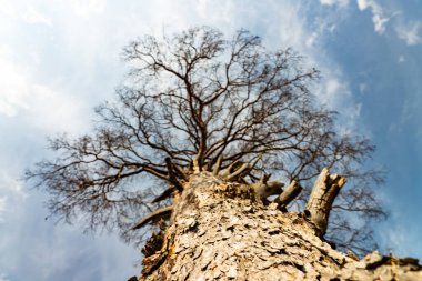 Gökyüzüne karşı kurumuş ağaç. Yaşlı kurumuş bir ağacın gövdesi, kabuğu soyulmuş, mavi gökyüzüne karşı ölü ya da ölmekte olan bir ağaç.