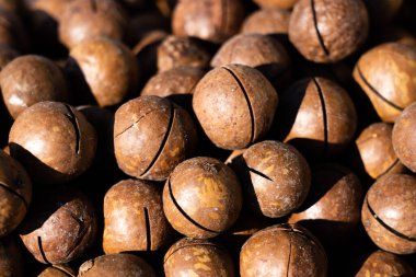 Macadamia fındığı. Parlak güneş ışığı keskin gölgeler verir.