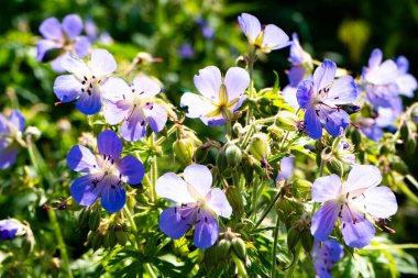 Viscosissimum Geranium veya Yapışkan Geranium bahçede. güneş ışığı.