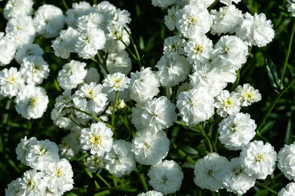 イベリス セムペルビレンス白花植物 春白イベリスの花 — ストック写真