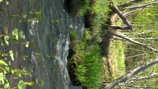 Κάθετο βίντεο. Ο ποταμός Σπρινγκ Φόρεστ λάμπει στον ήλιο. Ένα ρυάκι που βράζει ξεπλένει την ακτή. Ο ποταμός Φόρεστ λάμπει στον ήλιο. Νεαρό φρέσκο χορτάρι δίπλα στο ποτάμι — Αρχείο Βίντεο