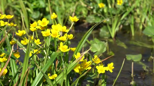 Petites fleurs jaunes dans un ruisseau d'eau. L'eau coule dans un petit ruisseau aux fleurs jaunes Caltha palustris — Video