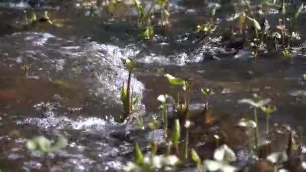 Rio raso na corrente da floresta com grama em águas rasas — Vídeo de Stock