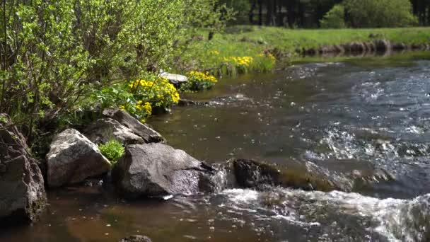 Flussufer im Wald an einem sonnigen Sommertag. Ein Strom aus reinem Wasser plätschert über die Steine — Stockvideo