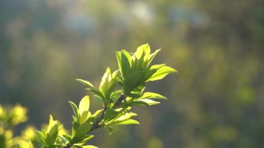 Bahar mevsiminde bir ağaç dalında taze yapraklar. Gece ışıklandırması. Seçici odak