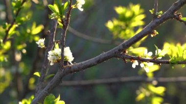 Çiçek açan kiraz. Sakin bir bahar akşamı. Yakın plan.