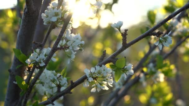 Blooming cherry. Quiet spring evening. Close-up — Stock Video