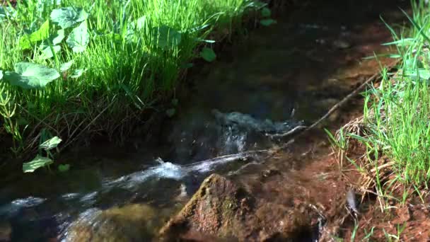 Čistý lesní potok mezi zelenou trávou. Detailní záběr potoka s průzračnou vodou za letního slunečného dne — Stock video