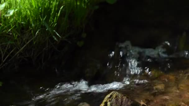 Čistý lesní potok mezi zelenou trávou. Detailní záběr potoka s průzračnou vodou za letního slunečného dne — Stock video