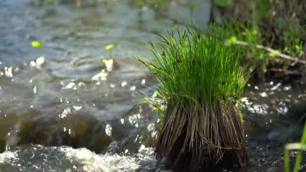 緑の草の間で純粋な森林ストリーム。夏の晴れた日に澄んだ水で川の近くに — ストック動画