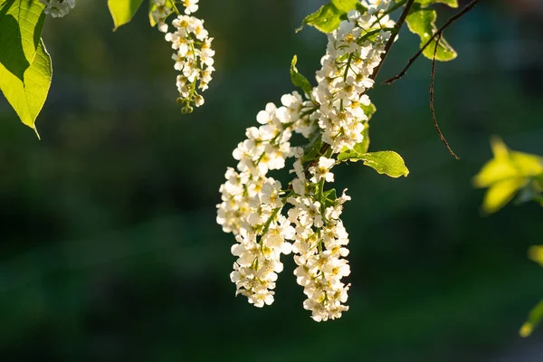 バックライト付きの晴れた夜の照明で鳥の桜のクローズアップを咲かせます 春に咲く甘い鳥桜の眺め — ストック写真