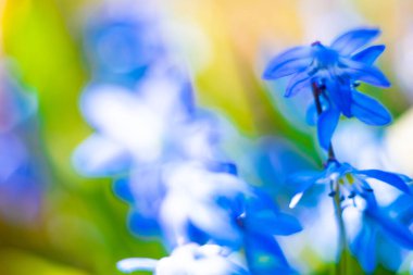 Parlak mavi bir çiçeğin bulanık görüntüsü. Çiçek ışığı arka planı bulanıklaştırdı.