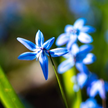Parlak mavi bir çiçeğin bulanık görüntüsü. Çiçek ışığı arka planı bulanıklaştırdı.