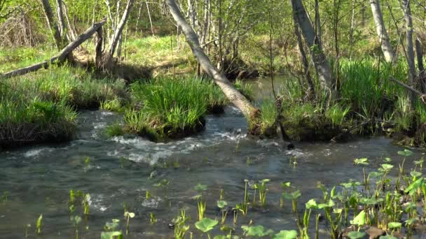 Water Erodeert Wortels Van Bomen Spring Forest River Glinstert Zon — Stockvideo