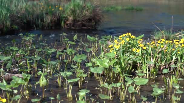 물줄기에 있습니다 노란색 개울에 흐른다 Caltha Palustris — 비디오