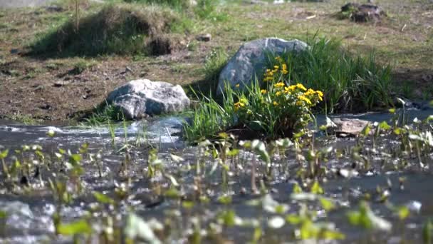 Gelbe Blümchen Einem Wasserstrom Wasser Fließt Einem Kleinen Bach Mit — Stockvideo