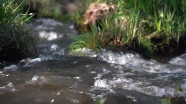 Aliran Hutan Murni Antara Rumput Hijau Close Stream Clear Water — Stok Video