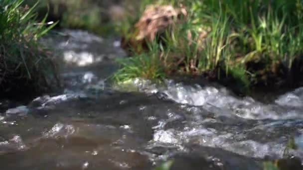 Waldbach Pur Zwischen Grünem Gras Nahaufnahme Eines Baches Mit Klarem — Stockvideo