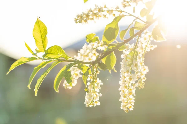バックライト付きの晴れた夜の照明で鳥の桜のクローズアップを咲かせます 春に咲く甘い鳥桜の眺め — ストック写真