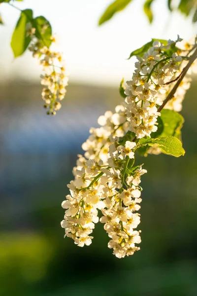 バックライト付きの晴れた夜の照明で鳥の桜のクローズアップを咲かせます 春に咲く甘い鳥桜の眺め — ストック写真