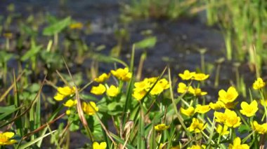 Suyun içinde küçük sarı çiçekler. Su, sarı çiçekli küçük bir derede akar (Caltha palustris).